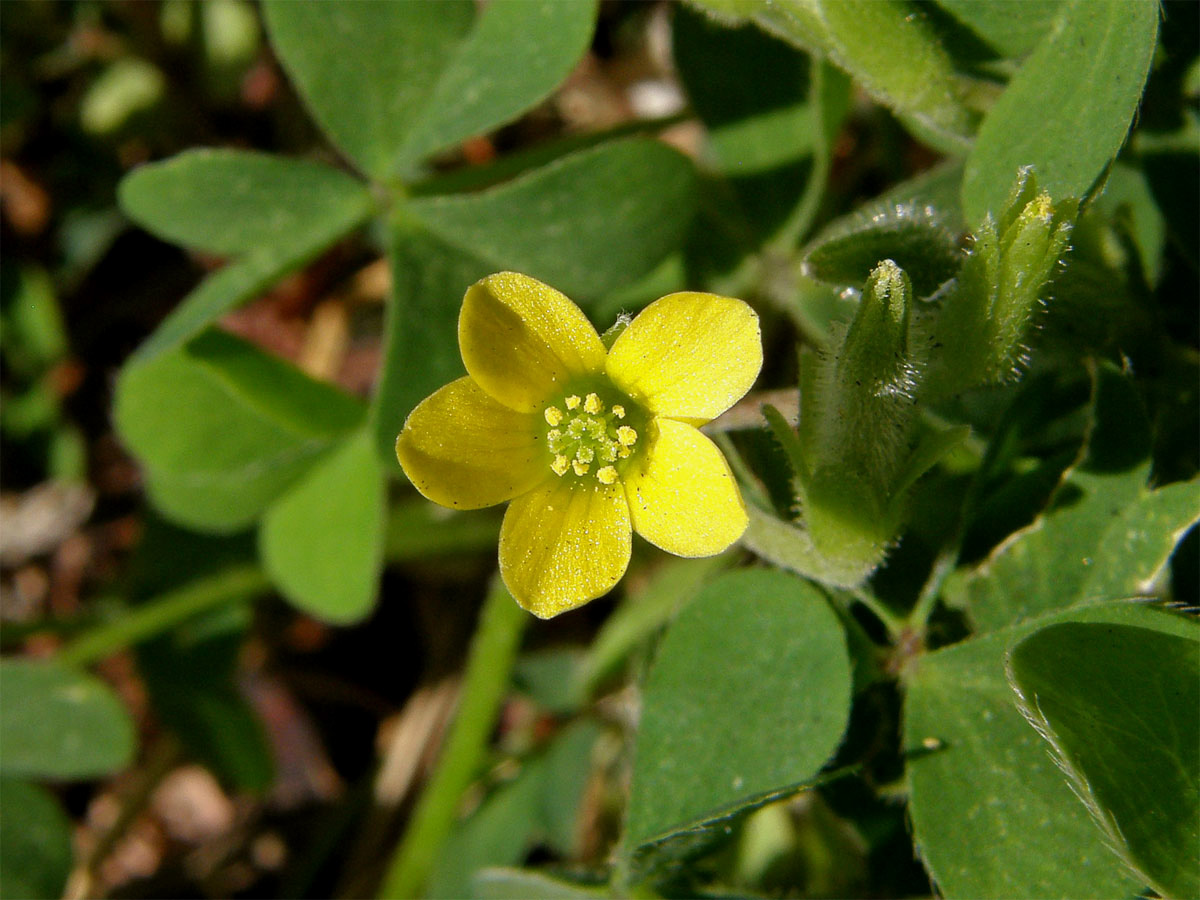 Šťavel prérijní (Oxalis dillenii Jacq.)