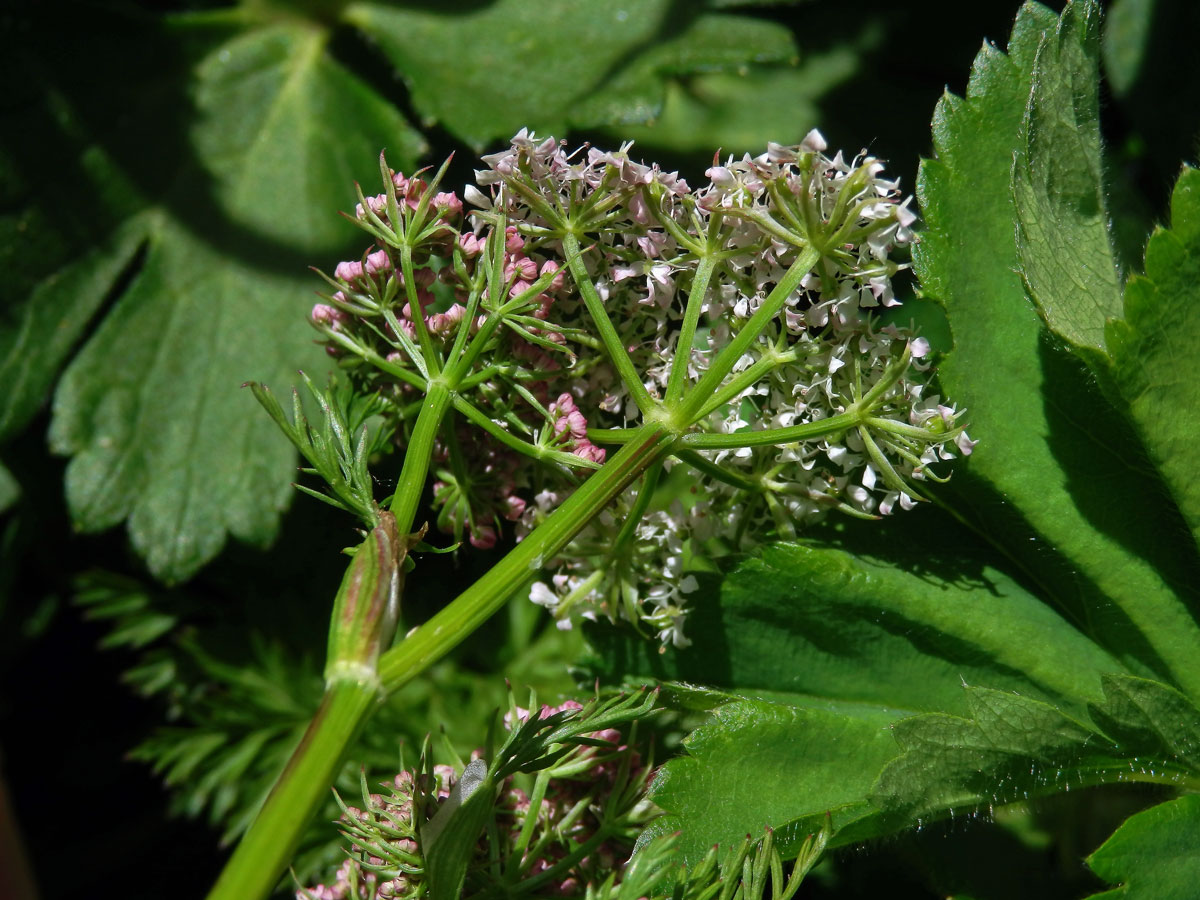 Koprníček bezobalný (Ligusticum mutellina (L.) Crantz)