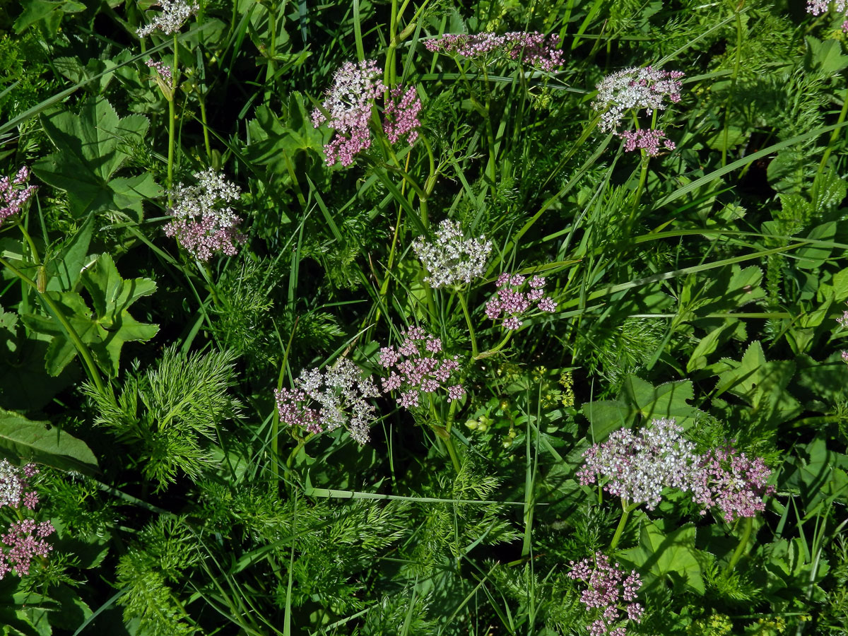 Koprníček bezobalný (Ligusticum mutellina (L.) Crantz)