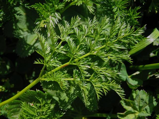 Koprníček bezobalný (Ligusticum mutellina (L.) Crantz)