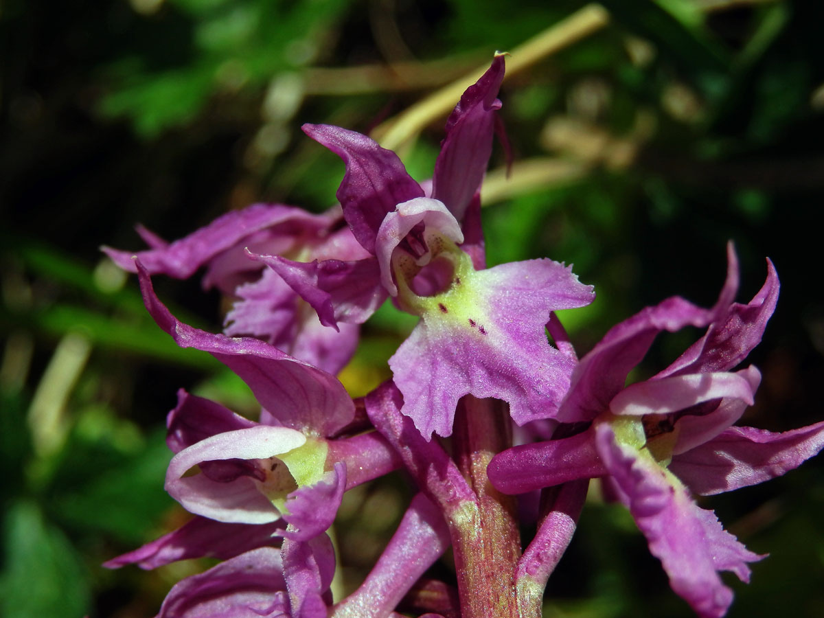 Vstavač mužský (Orchis mascula(L.) L.)