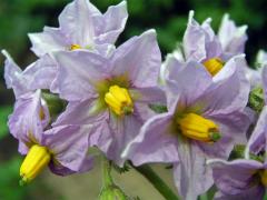 Lilek brambor (Solanum tuberosum L.)