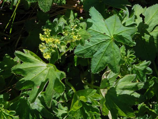 Kontryhel lysý (Alchemilla glabra Neygenf.)