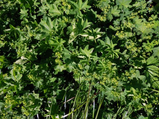 Kontryhel lysý (Alchemilla glabra Neygenf.)