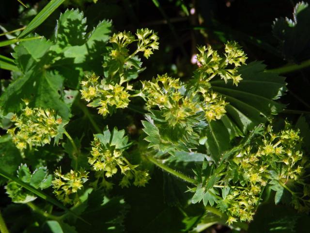 Kontryhel lysý (Alchemilla glabra Neygenf.)