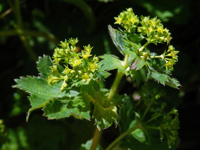 Kontryhel lysý (Alchemilla glabra Neygenf.)