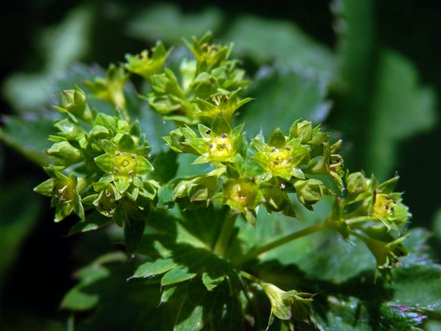 Kontryhel lysý (Alchemilla glabra Neygenf.)