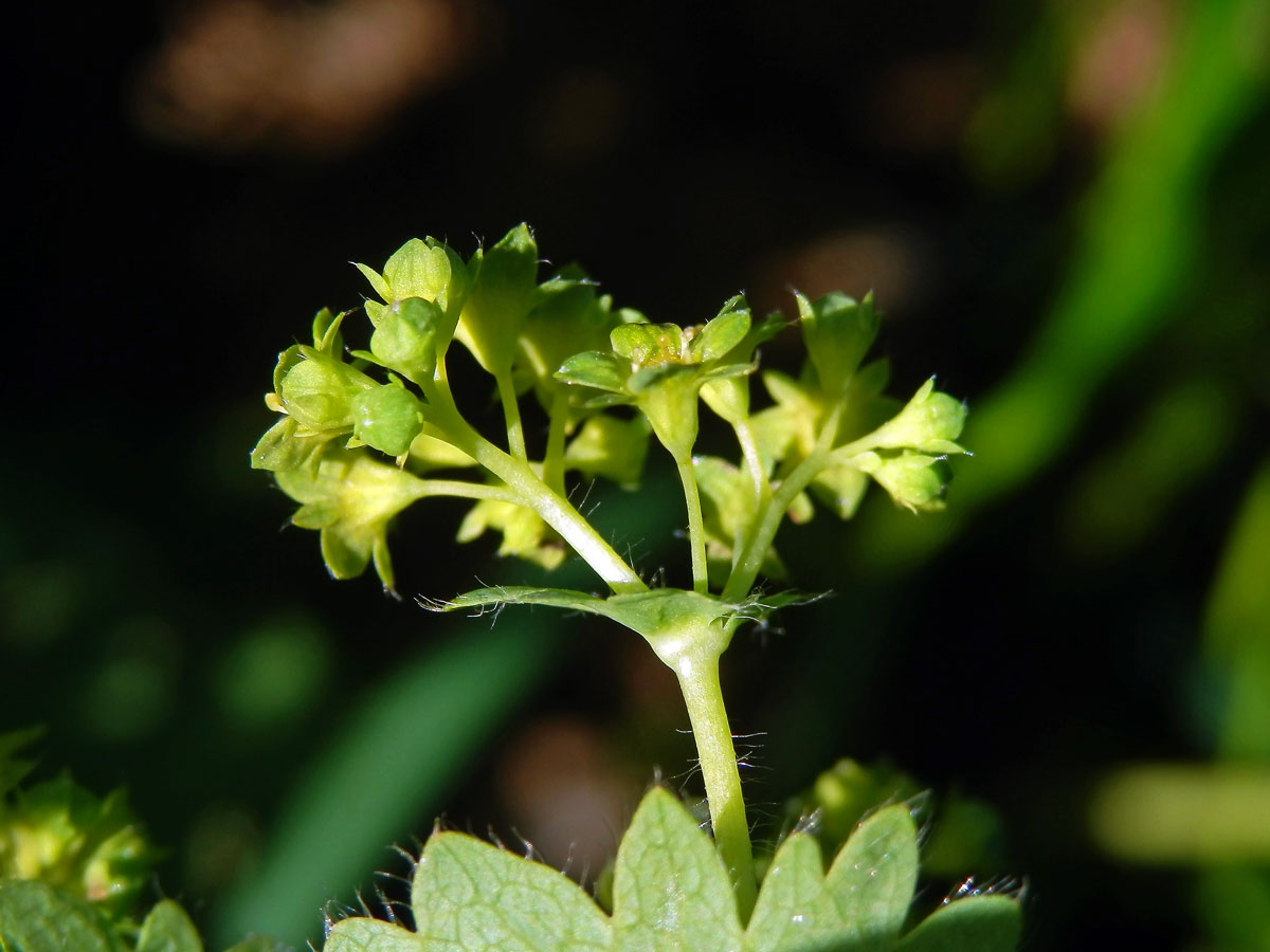 Kontryhel lysý (Alchemilla glabra Neygenf.)