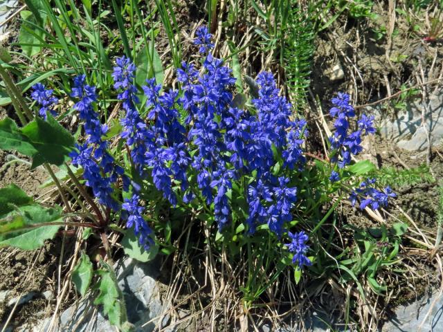 Vítod hořký krátkokřídlý (Polygala amara subsp. brachyptera (Chodat) Hayek)