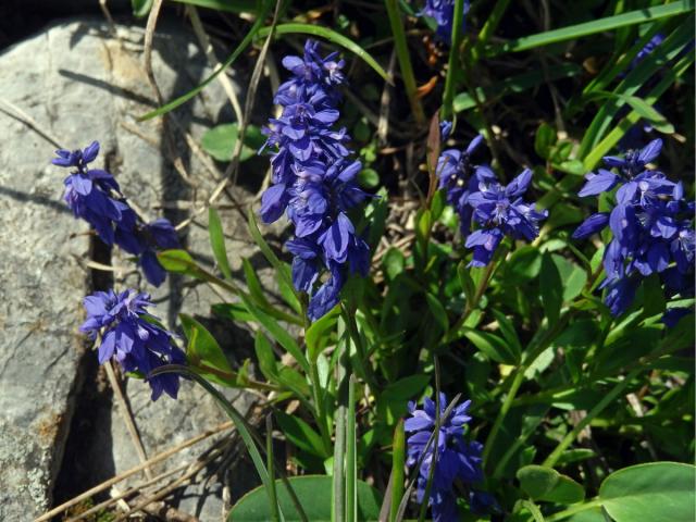 Vítod hořký krátkokřídlý (Polygala amara subsp. brachyptera (Chodat) Hayek)