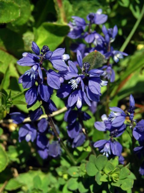 Vítod hořký krátkokřídlý (Polygala amara subsp. brachyptera (Chodat) Hayek)