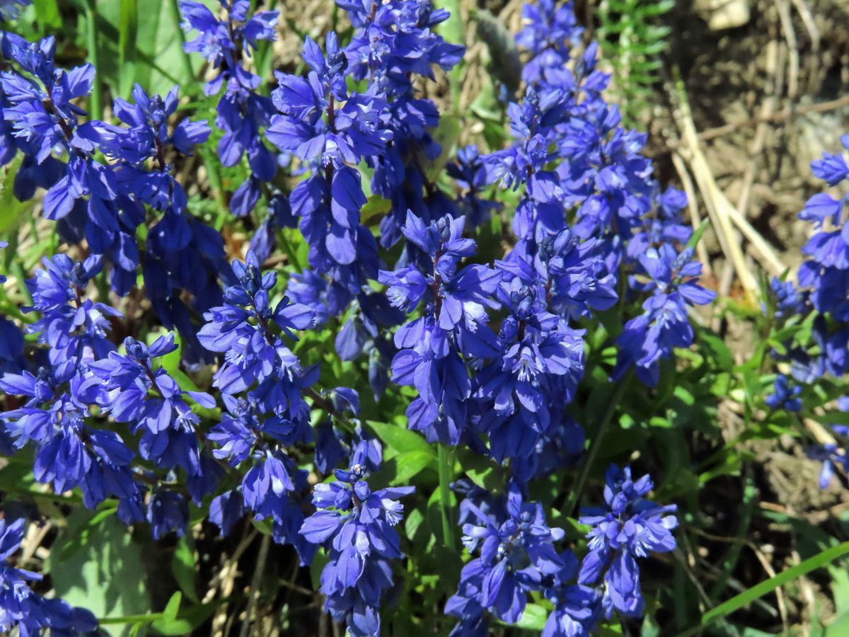 Vítod hořký krátkokřídlý (Polygala amara subsp. brachyptera (Chodat) Hayek)