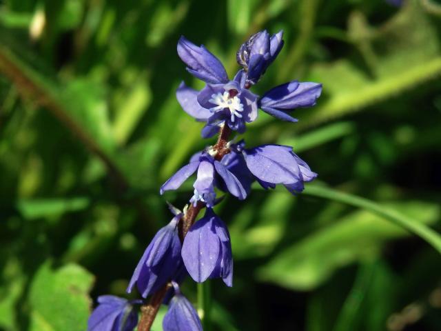 Vítod hořký krátkokřídlý (Polygala amara subsp. brachyptera (Chodat) Hayek)