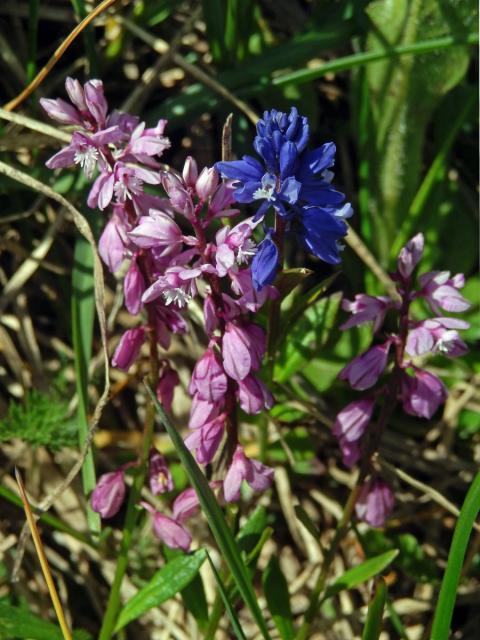 Vítod hořký krátkokřídlý (Polygala amara subsp. brachyptera (Chodat) Hayek)