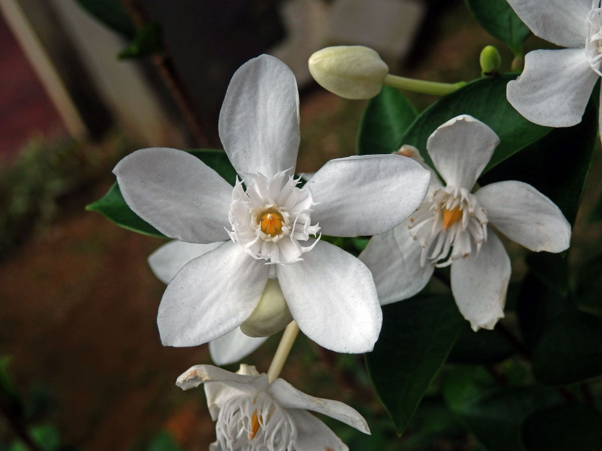 Wrightia antidysenterica (L.) R. Br.