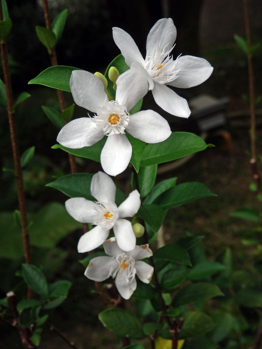 Wrightia antidysenterica (L.) R. Br.