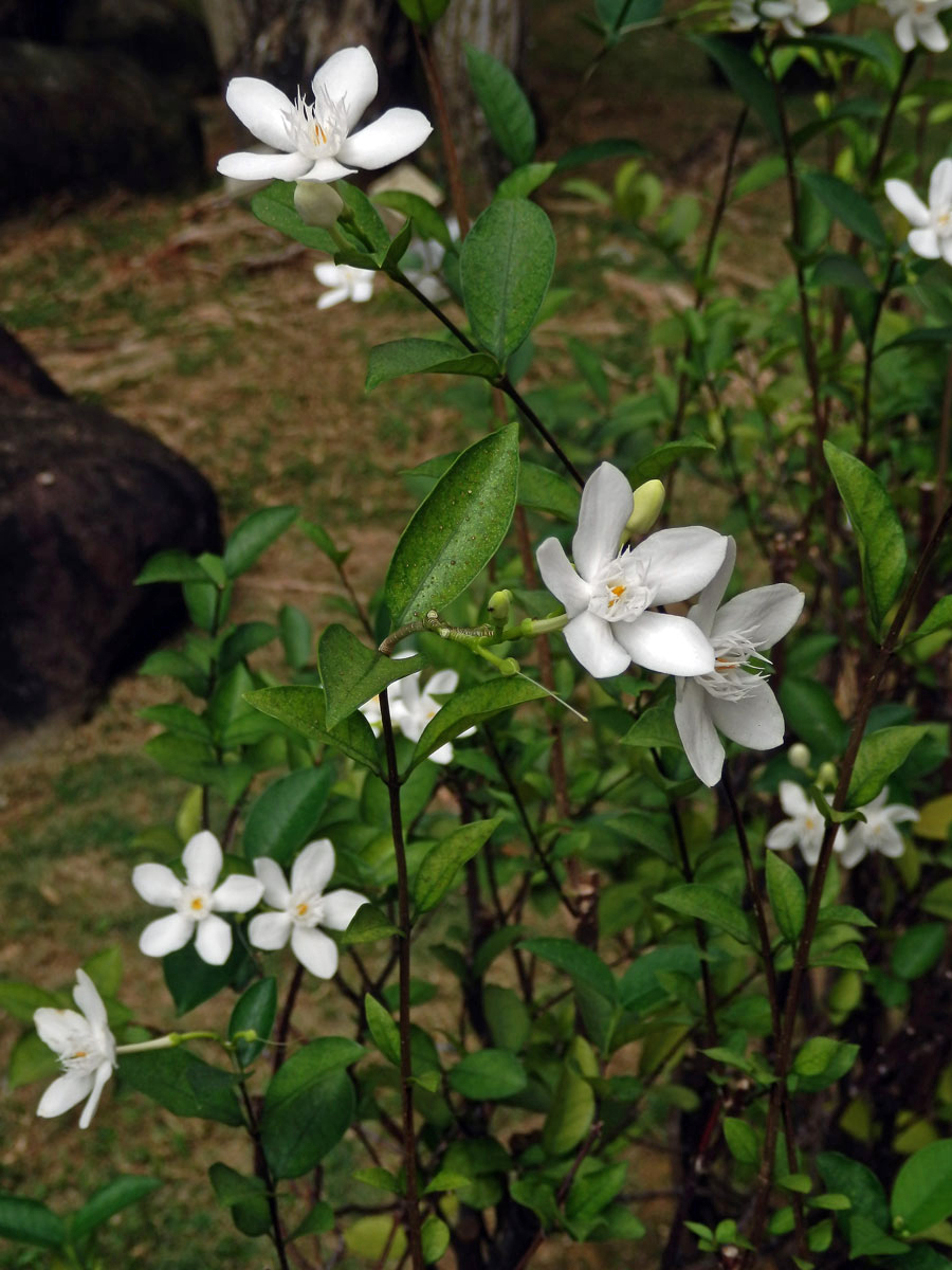 Wrightia antidysenterica (L.) R. Br.