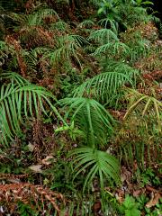 Křídelnice (Pteris vittata L.)