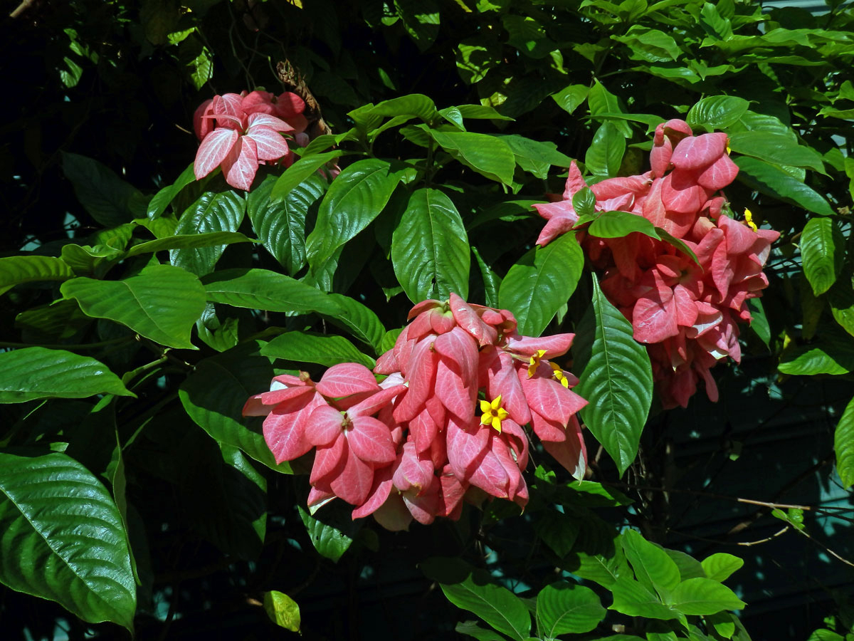 Mussaenda philippica A. Rich.