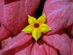 Mussaenda philippica A. Rich.