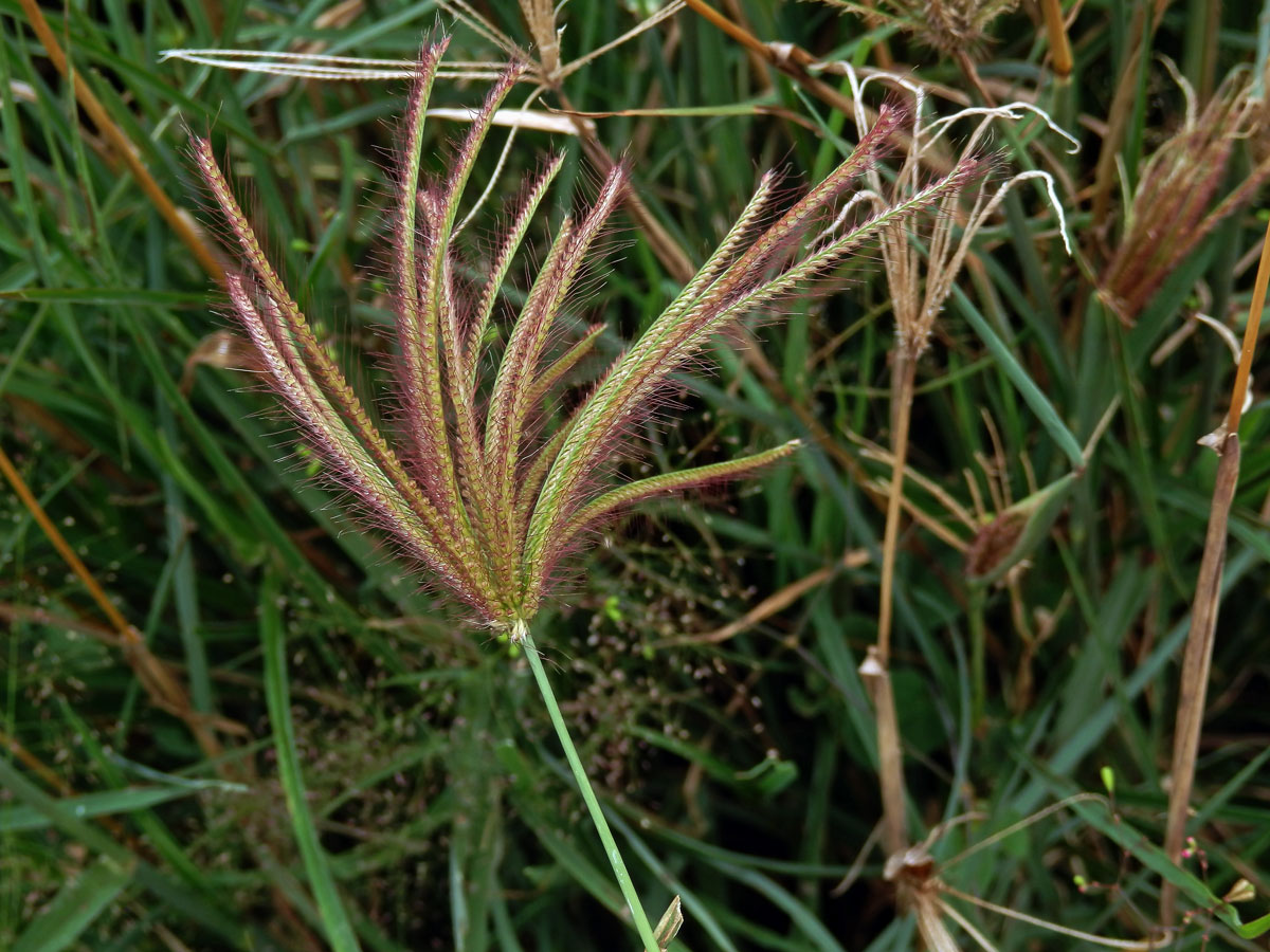 Chloris barbata Sw.