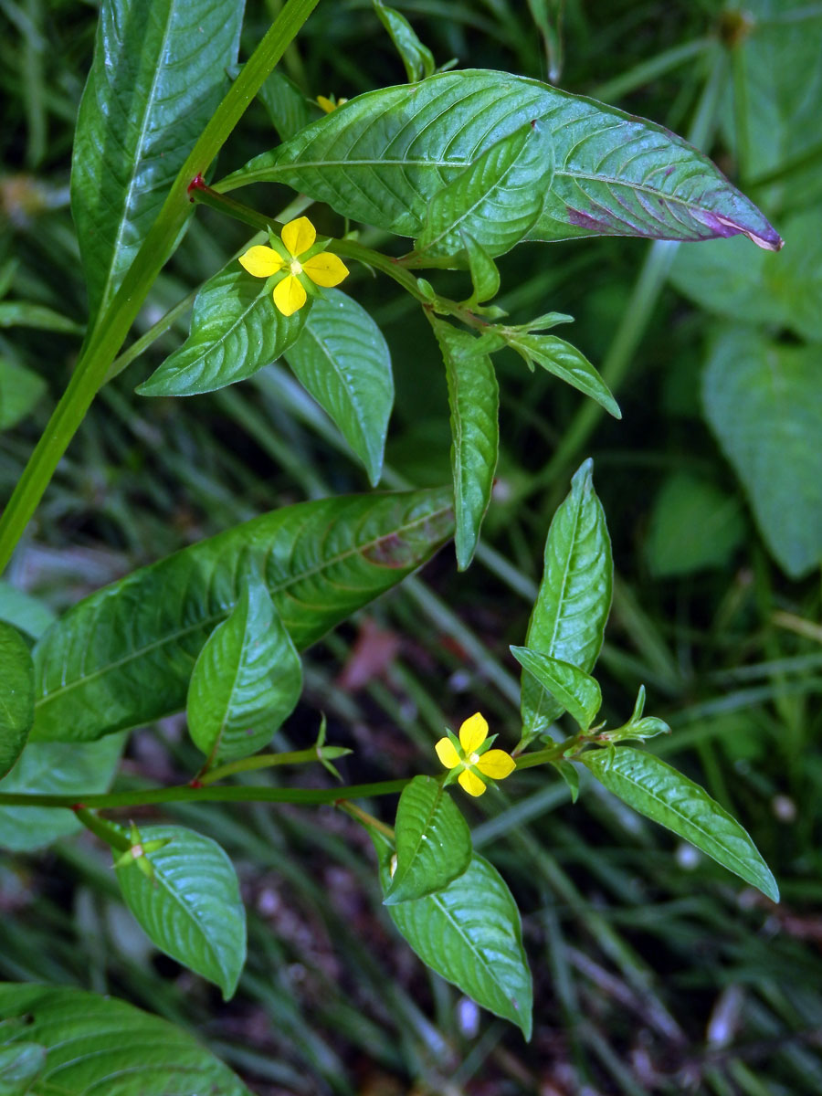 Zakucelka (Ludwigia hyssopifolia (G. Don) Exell)