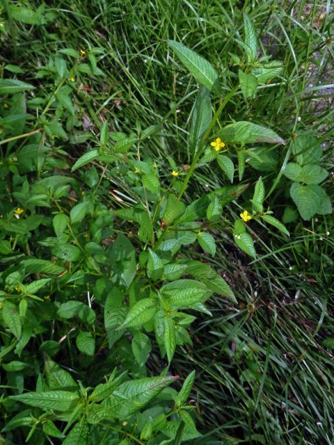 Zakucelka (Ludwigia hyssopifolia (G. Don) Exell)