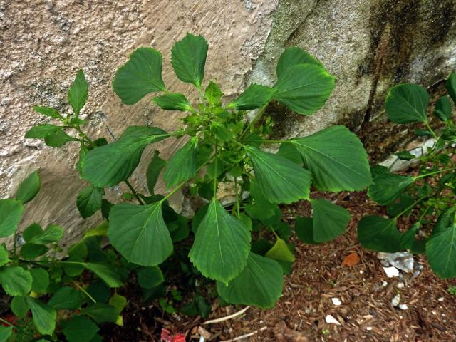 Acalypha indica L.