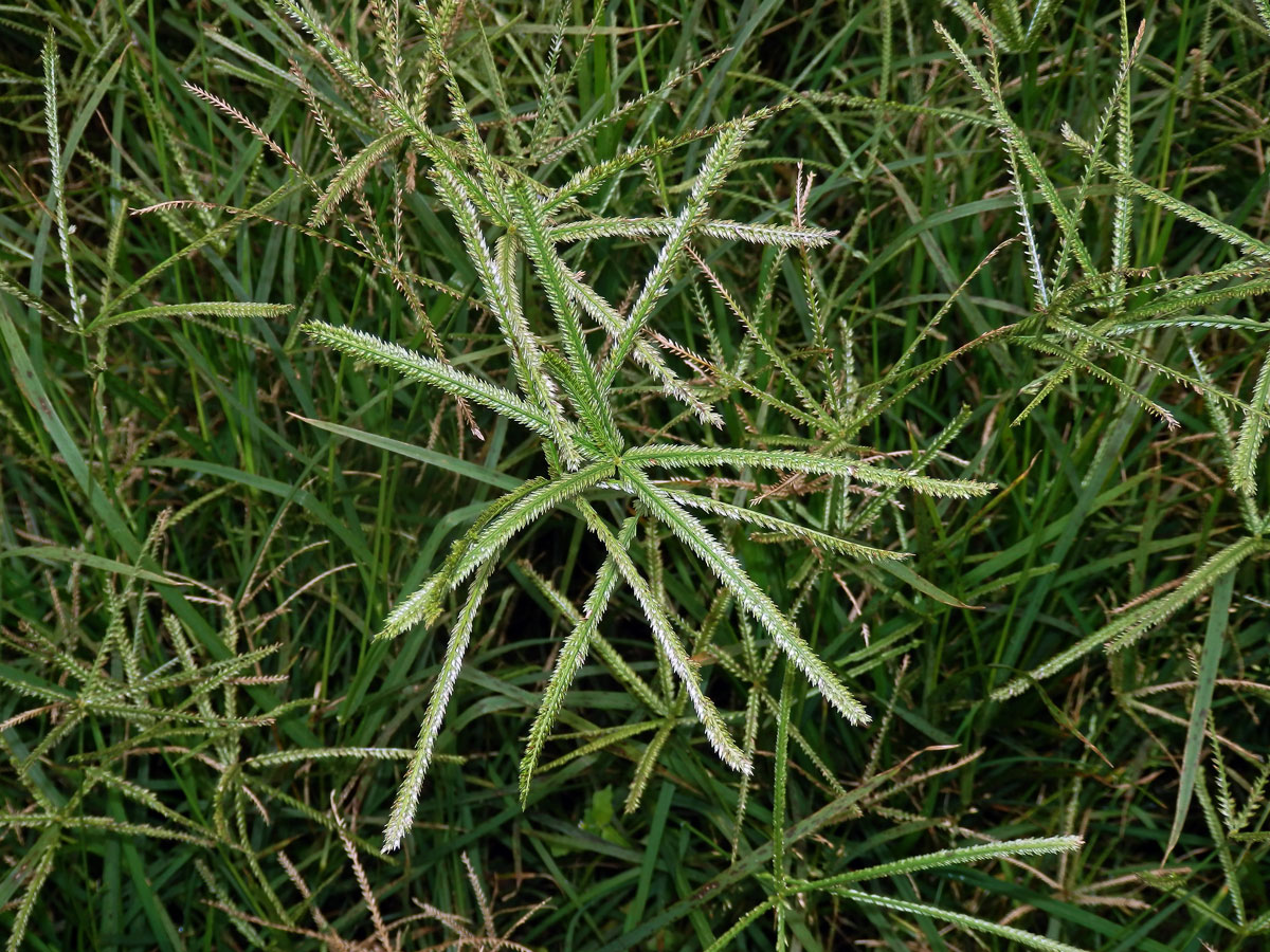 Kalužnice indická (Eleusine indica (L.) Gaertn.)