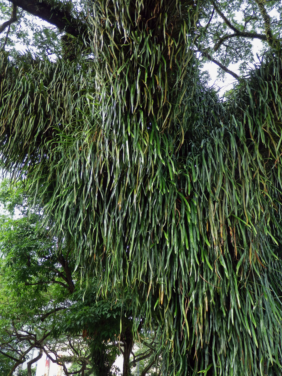 Pyrrosia longifolia (Burm. f.) C. V. Morton