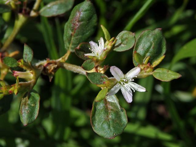 trojkvetka_portulacastrum6