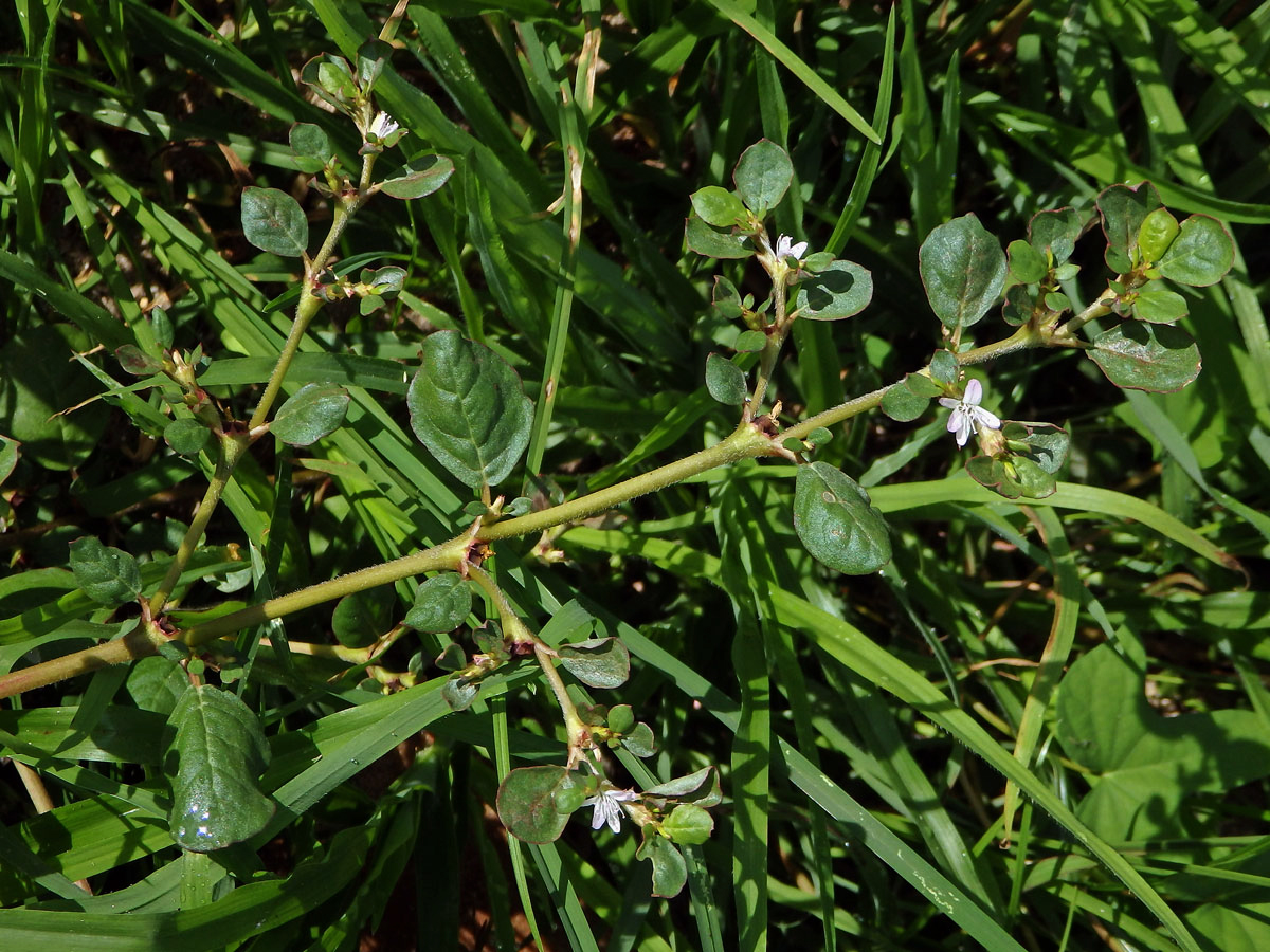 trojkvetka_portulacastrum7