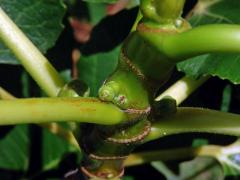 Fíkovník smokvoň (Ficus carica L.)