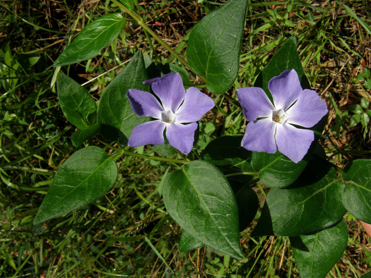 Barvínek větší (Vinca major L.)