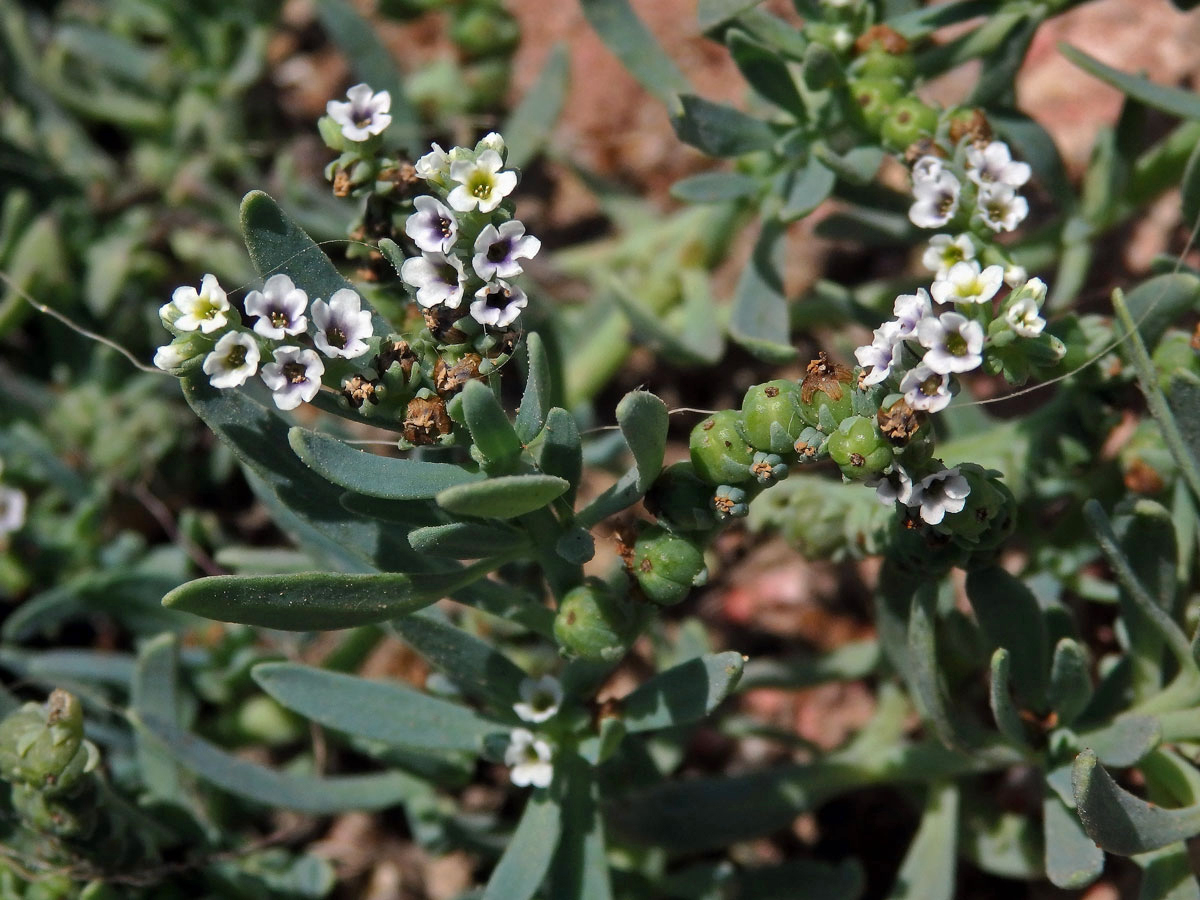 Otočník (Heliotropium curassavicum L.)