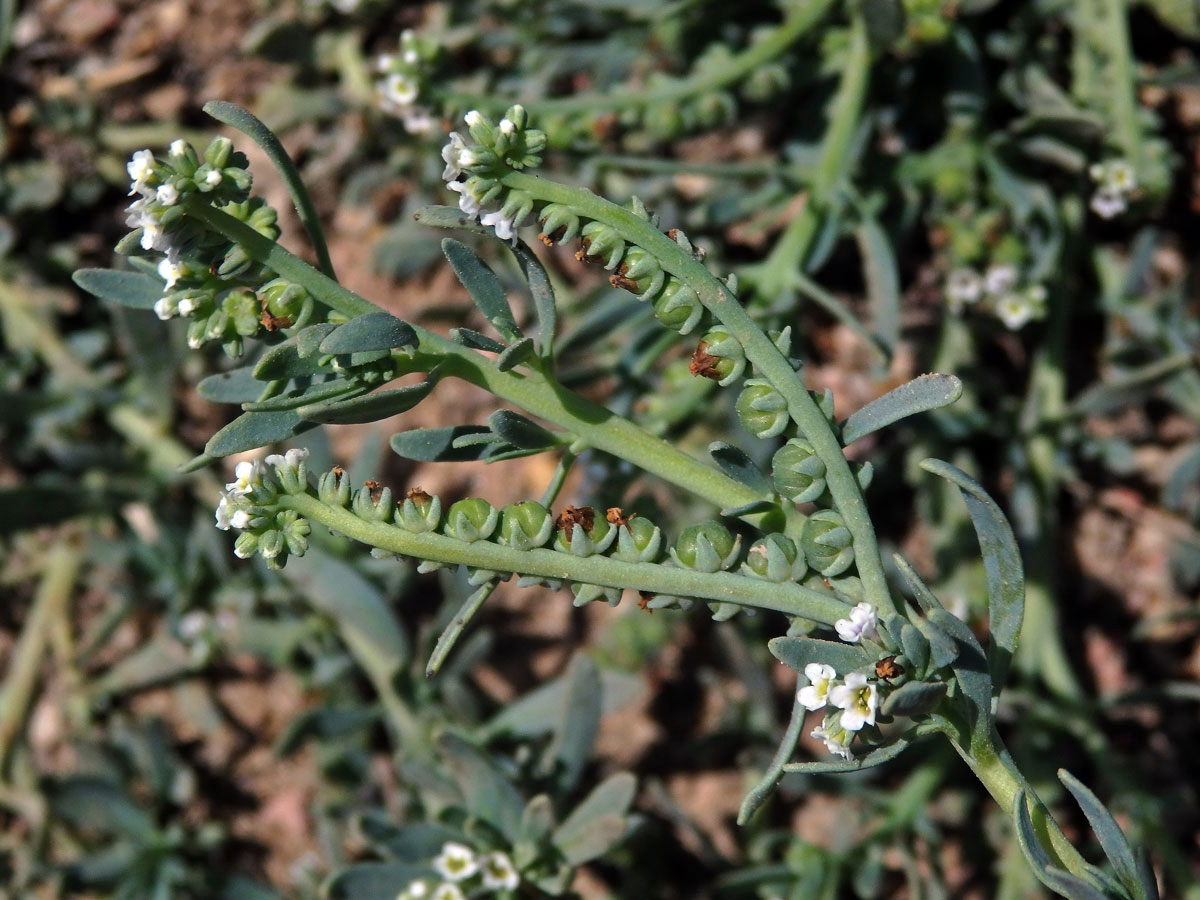 Otočník (Heliotropium curassavicum L.)