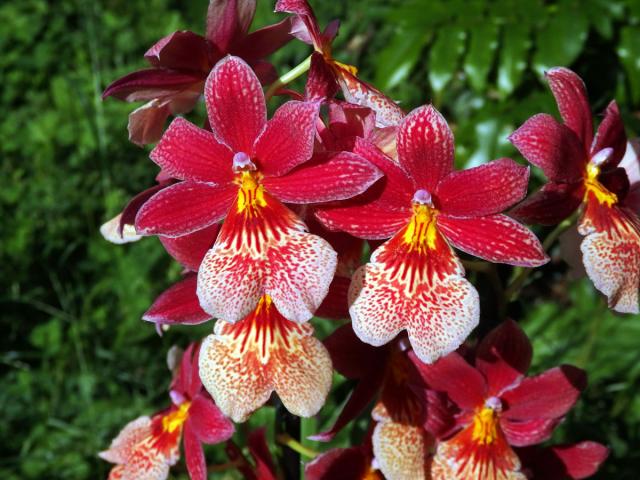 Cattleya brevipedunculata (Cogn.) Van den Berg