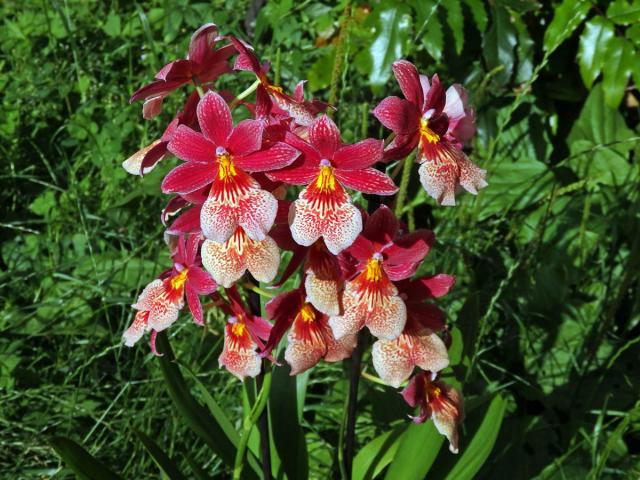 Cattleya brevipedunculata (Cogn.) Van den Berg