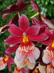 Cattleya brevipedunculata (Cogn.) Van den Berg