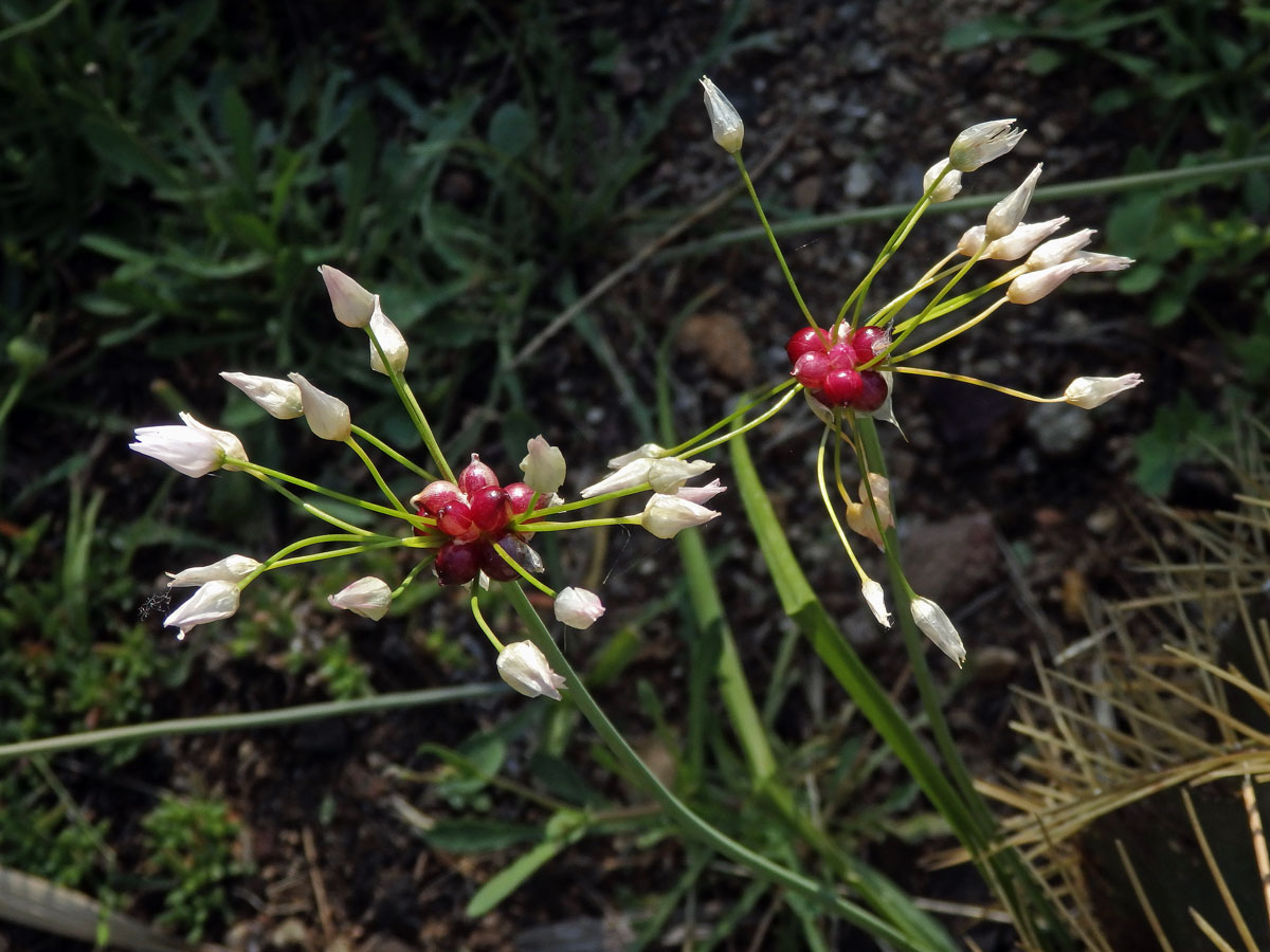 Česnek růžový (Allium roseum L.)