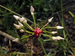 Česnek růžový (Allium roseum L.)