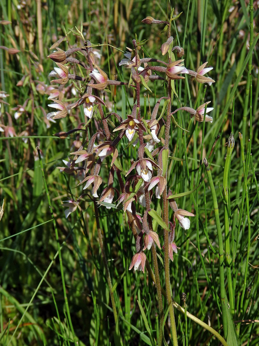 Kruštík bahenní (Epipactis palustris (L.) Crantz)