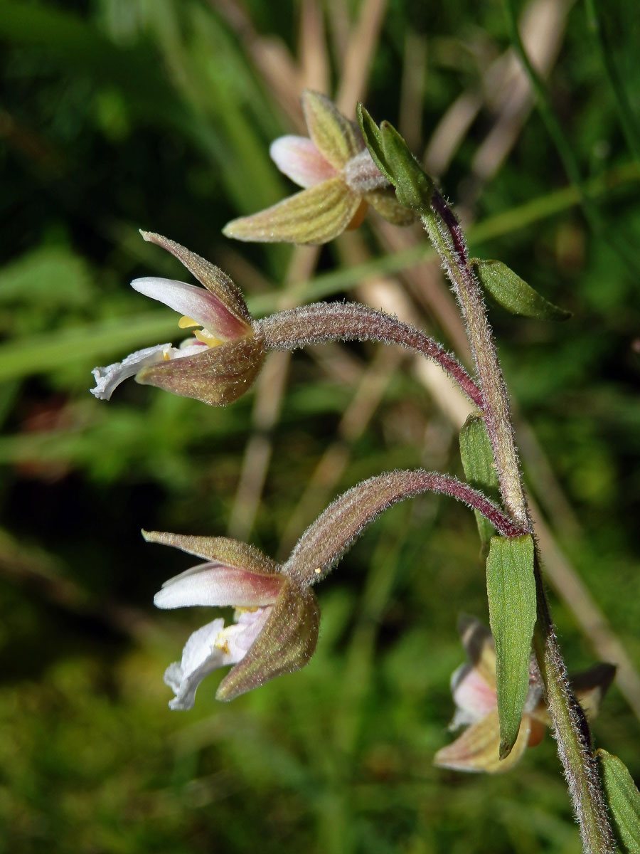 Kruštík bahenní (Epipactis palustris (L.) Crantz)