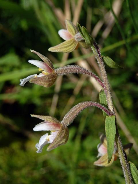 Kruštík bahenní (Epipactis palustris (L.) Crantz)