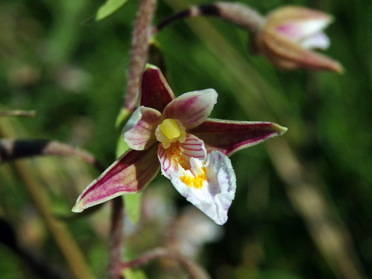 Kruštík bahenní (Epipactis palustris (L.) Crantz)