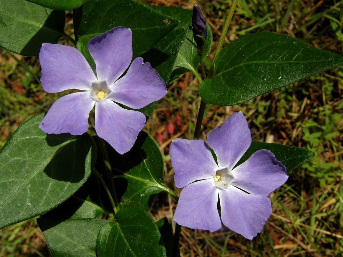 Barvínek větší (Vinca major L.)