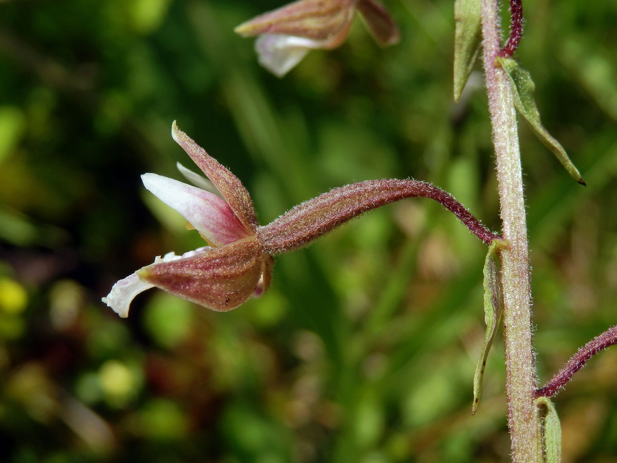 Kruštík bahenní (Epipactis palustris (L.) Crantz)