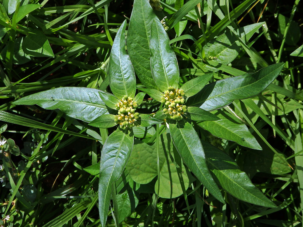 Pryšec (Euphorbia heterophylla L.)