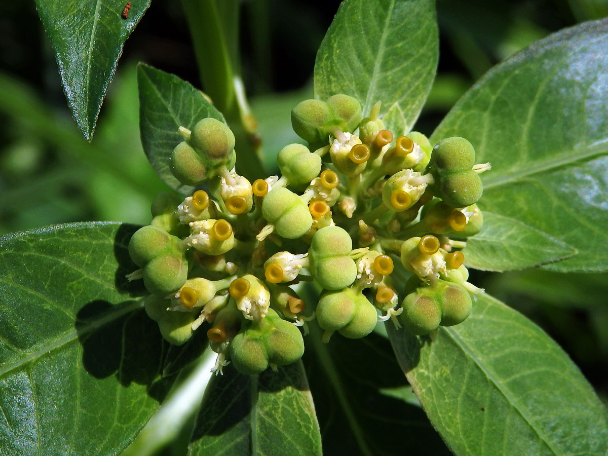 Pryšec (Euphorbia heterophylla L.)