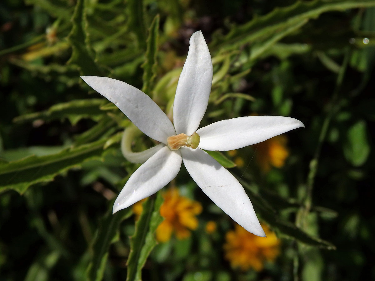 Hippobroma longiflora (L.) G. Don